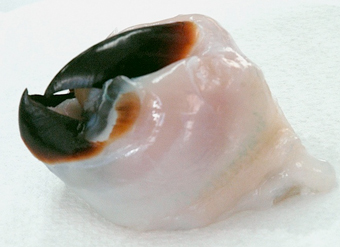 squid beak