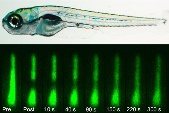 Each single hair bundle within the live zebrafish ear contains fascin 2b fused with green fluorescent protein