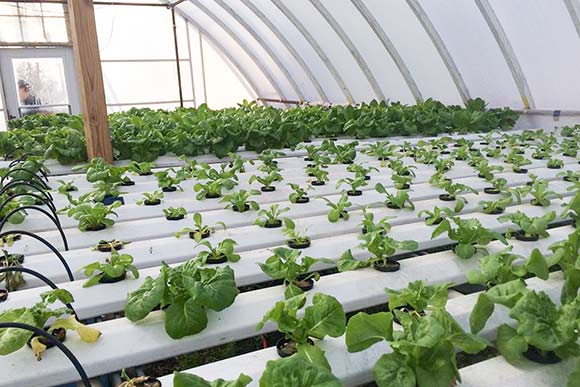 Community Greenhouse Partners greenhouse interior