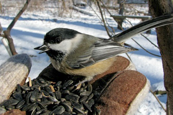 Chickadee