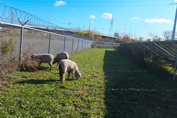 Benny, Kenny and Mr. Wade hard at work mowing the grounds