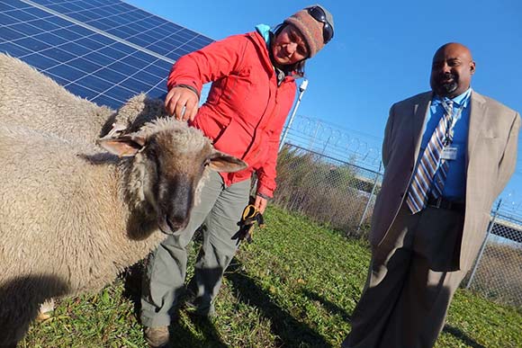 CMHA’s CEO Jeffery Patterson and landscape assistant Amanda Block greet the sheep