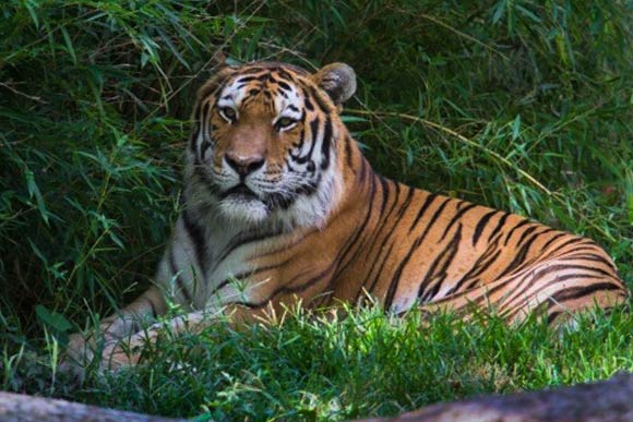 Metropark Zoo Tiger