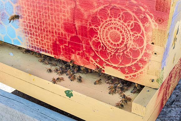 One of the roof top bee hives at EDWINS