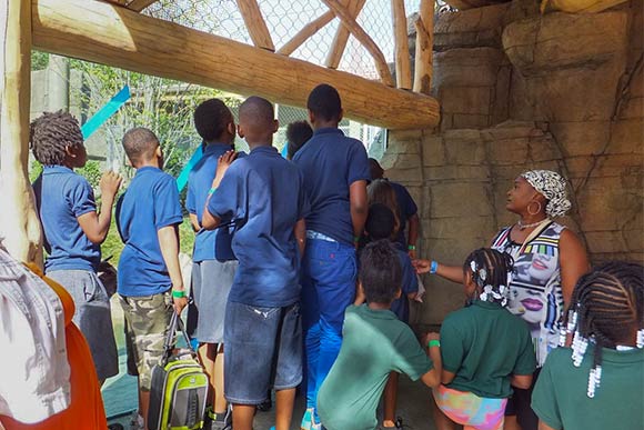 The new Rosebrough Tiger Passage at the Metroparks Zoo