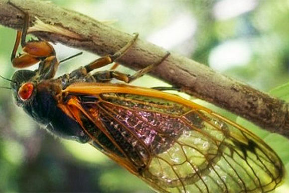 cicadas