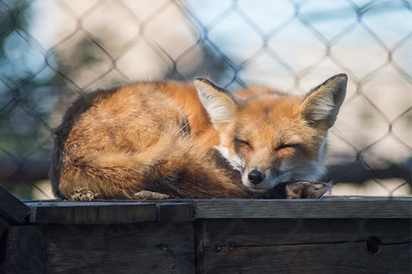 Sleeping red fox