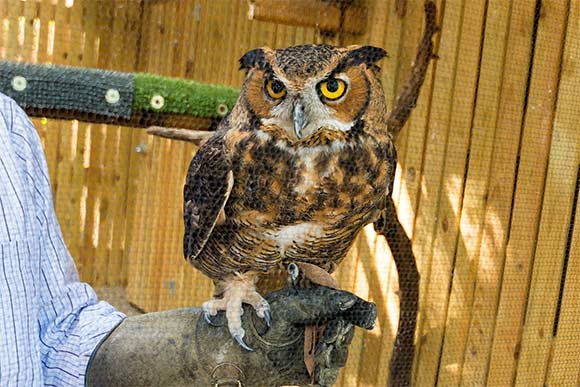 <span class="content-image-text">One of the great horned owls on display at the center</span>