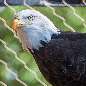 <span class="content-image-text">Orion the bald eagle</span>