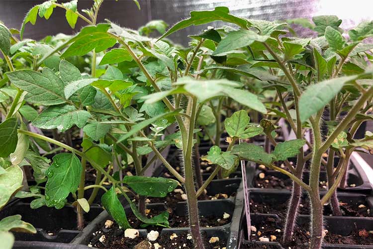 2,000 heirloom tomato seedlings at Community Greenhouse Partners