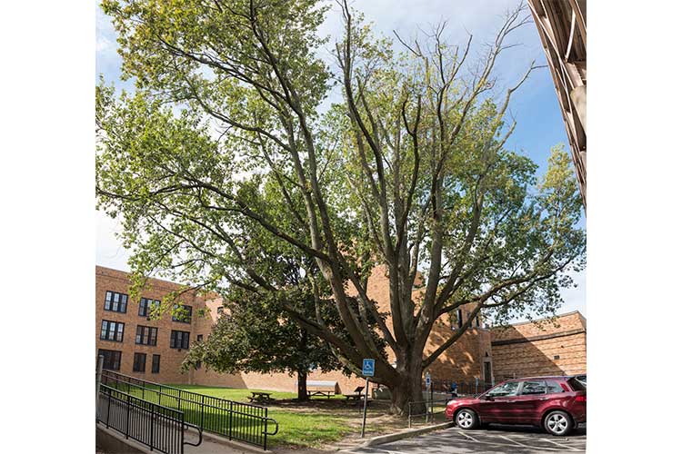 Jesse Owens Tree at James Ford Rhodes High School in Old Brooklyn