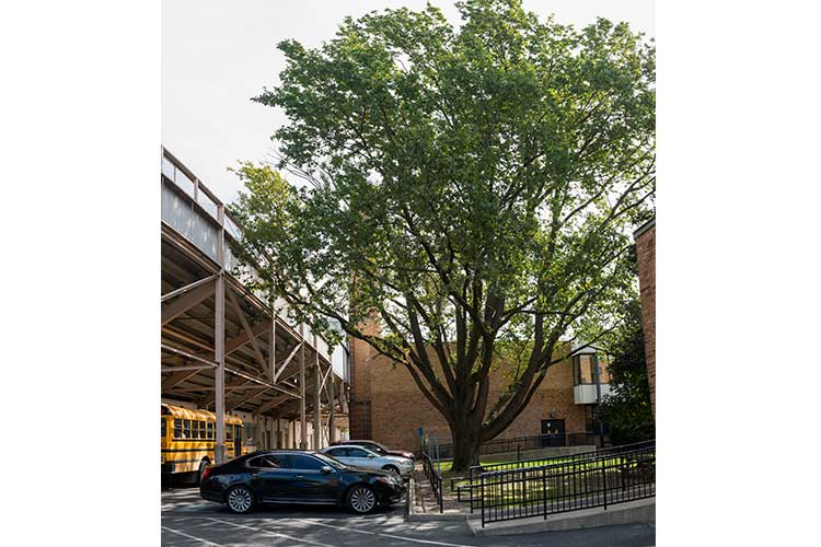 Jesse Owens Tree at James Ford Rhodes High School in Old Brooklyn