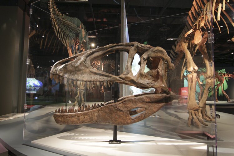 Carcharodontosaurus Skull