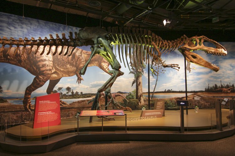 Giganotosaurus, a carnivore from Argentina.