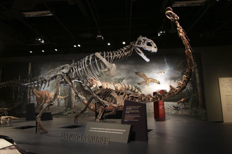 <span class="content-image-text">Majungasaurus, the largest predatory dinosaur from Madagascar.</span>