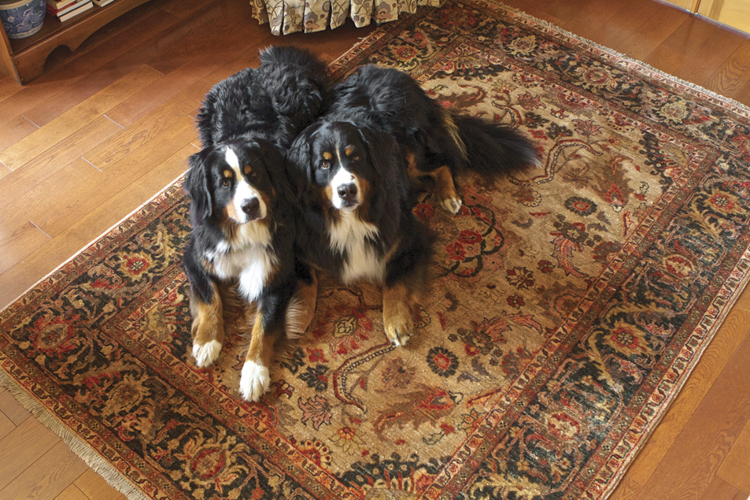 Bunyaad rugs are made with lanolin rich wool and can easily be cleaned of dog hair, muddy paw prints and other messes