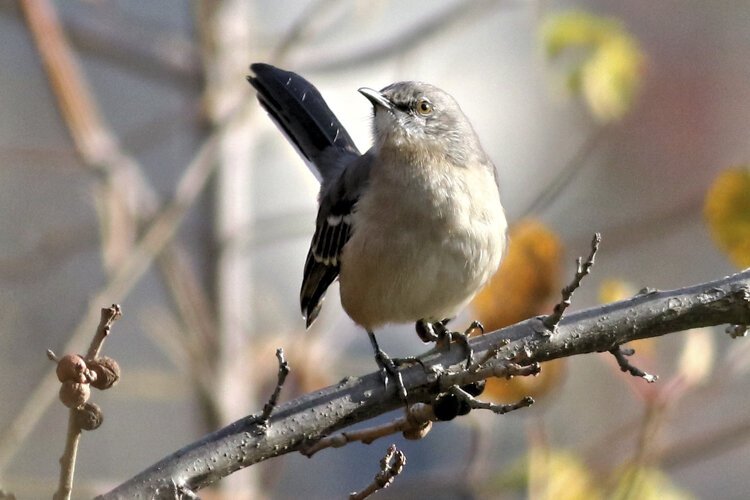 Northern Mockingbird at Scranton Flats