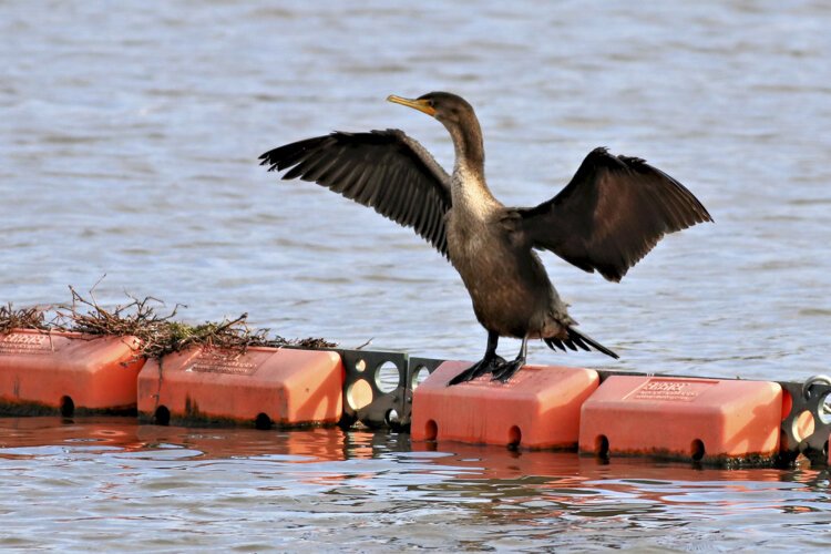 Double-crested Cormorant at Scranton Flats