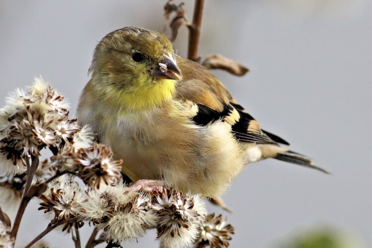 American Goldfinch at Scranton Flats