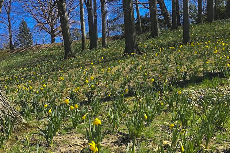 Daffodil Hill at Lake View Cemetery