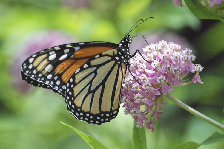 Monarch butterfly on swamp milkweed