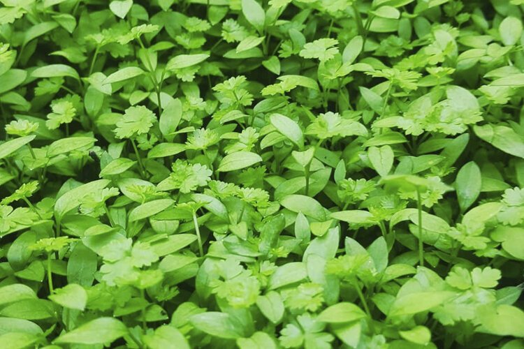 Cleveland Fresh microgreens