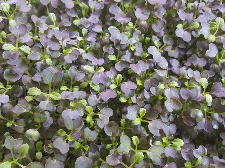 Cleveland Fresh microgreens