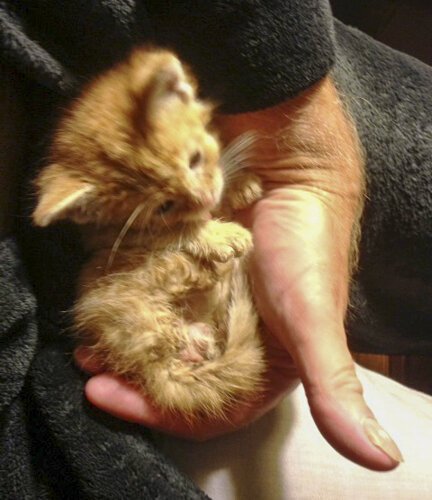 <span class="content-image-text">Baby Casimir when he was found at St. Casimir Church in 2013.</span>