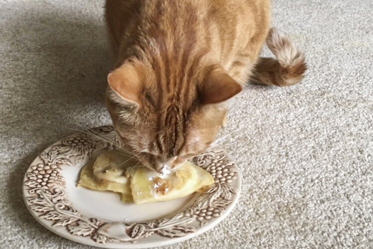 Casimir, found by John Niedzialek at St. Casimir Church a few years ago, has been predicting the weather based on how fast he eats the sour cream off a pierogi.