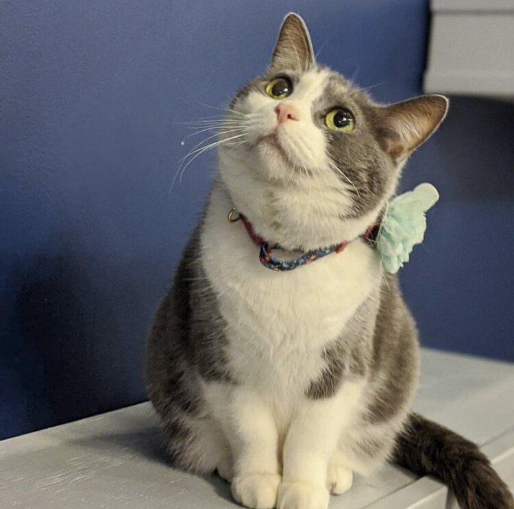 Juju is a 4-year-old cat who is available for adoption.