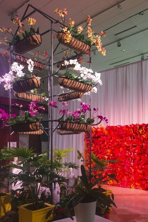 The show runs from Jan. 18 to March 1 and offers programs such as an orchid doctor discussion on Saturdays from 2 to 3 p.m.