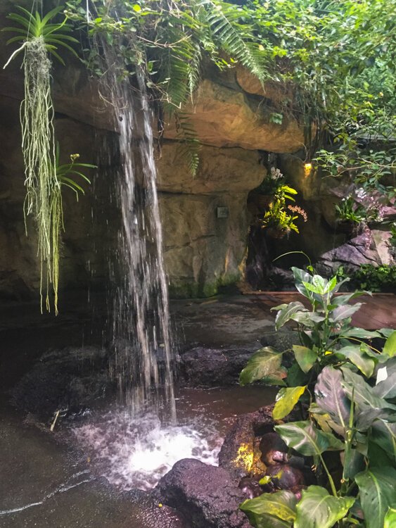 Guests can walk through the Eleanor Armstrong Smith Glasshouse and view a variety of plants, flowers, and butterflies.