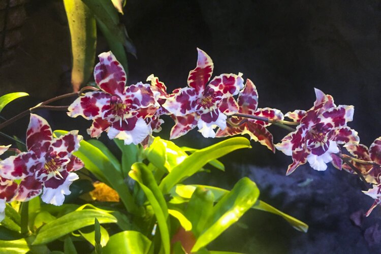 One of the many orchid flowers guests can see in the glasshouse.