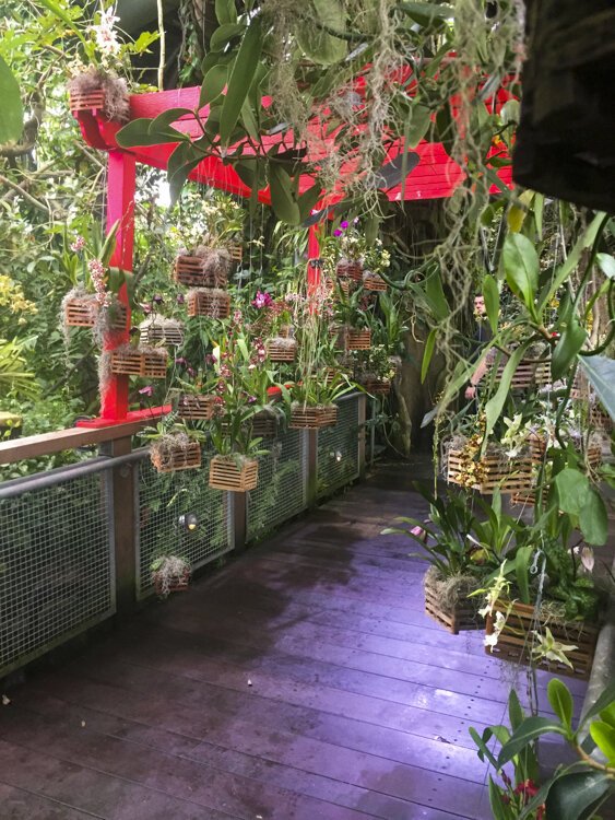 Guests can walk over a bridge of hanging orchids within the glasshouse.