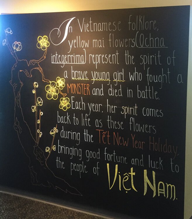 A chalkboard explains Vietnamese folklore about yellow mai flowers.