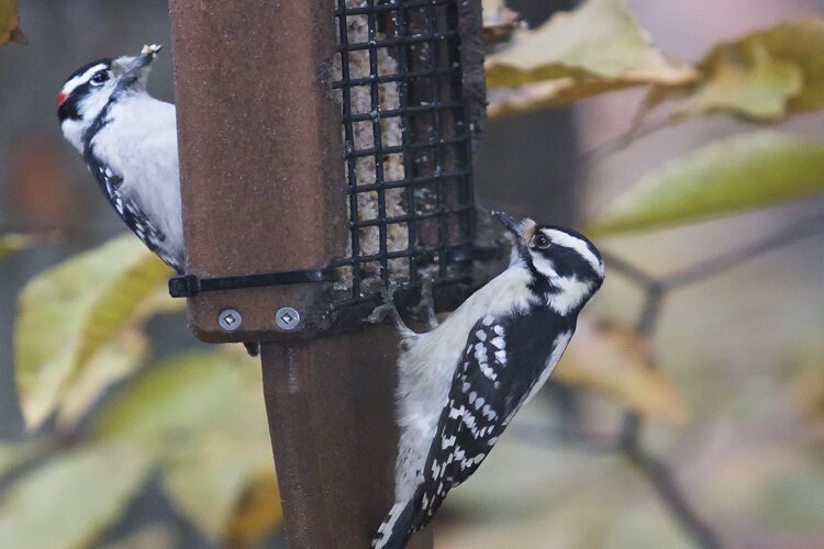 Having a bird feeder is a great way to support the local bird population while providing human entertainment.