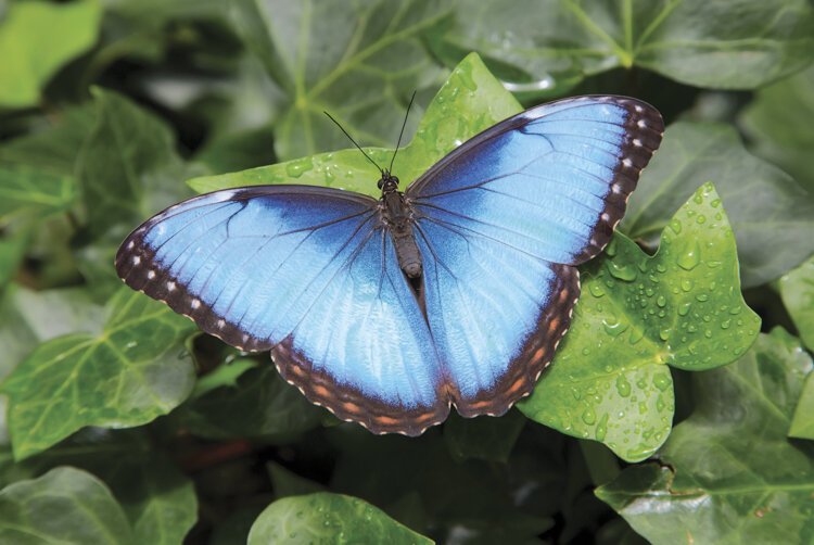 <span class="content-image-text">Blue Morpho Butterfly</span>