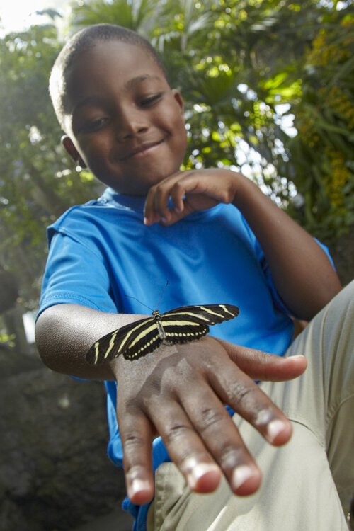 <span class="content-image-text">This year, 600 pupae will be released weekly beginning April 3</span>