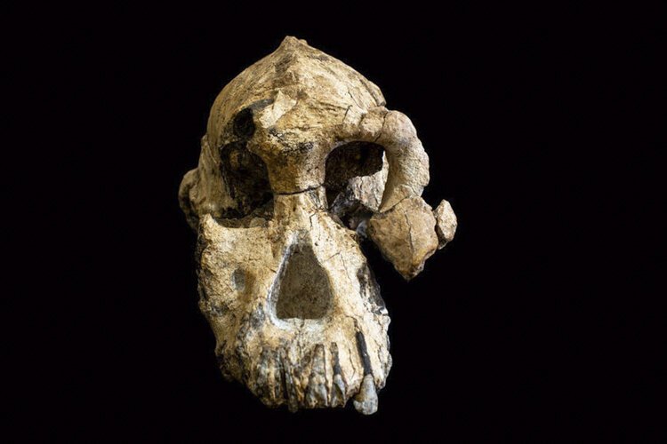 MRD's reconstructed cranium