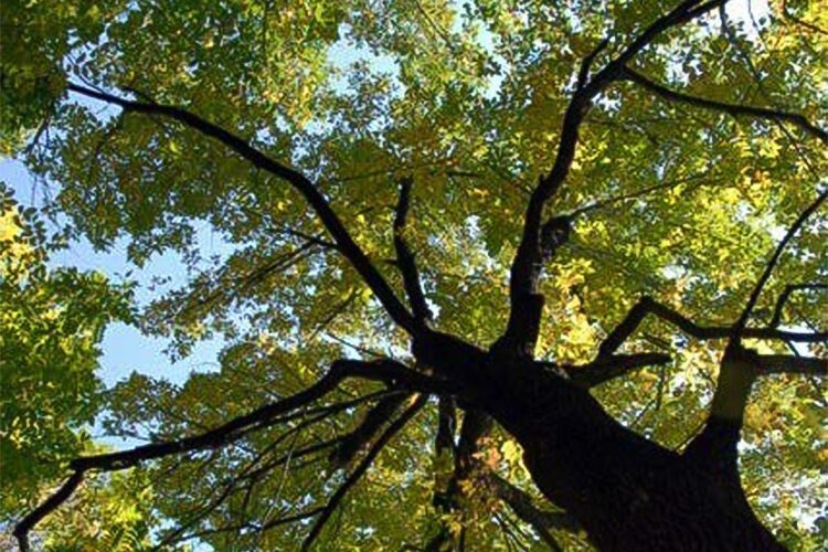 Cuyahoga County Healthy Tree Canopy Grant Program