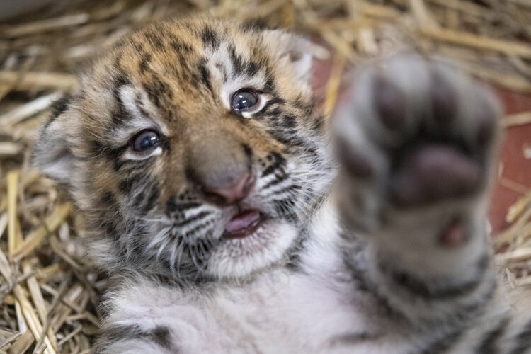 Cleveland Metroparks Zoo today announces the birth of two Amur tiger cubs, the first tigers born in Cleveland in 20 years born between December 24 and December 25.