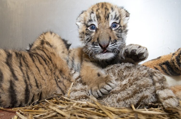 Cleveland Metroparks Zoo today announces the birth of two Amur tiger cubs, the first tigers born in Cleveland in 20 years born between December 24 and December 25.