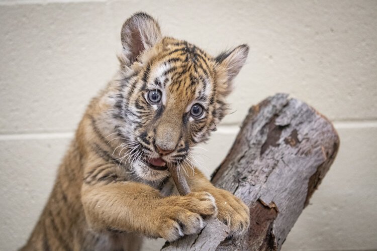 malayan_tiger_cub_03.jpg