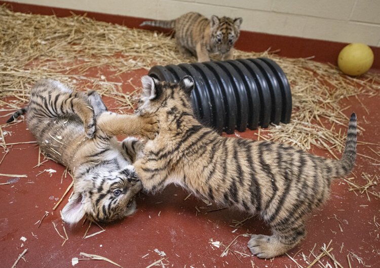 malayan_tiger_cub_04.jpg