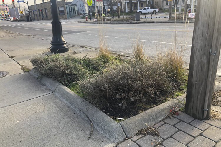The Green Palette art project untouched planter bed on the north side of Waterloo Rd. near the intersection of Waterloo and 156th.