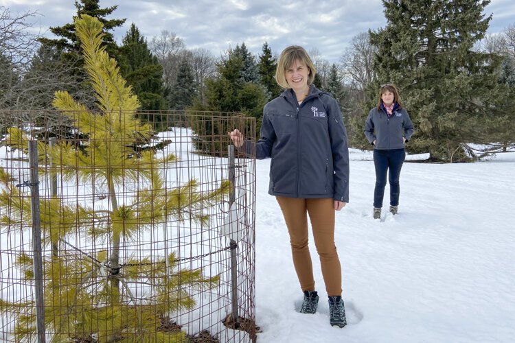 Jill and Courtney in the Conifer Collection with the newest addition, a ‘Forest Sky’ Hybrid Pine - Pinus strobus x ayacahuite.