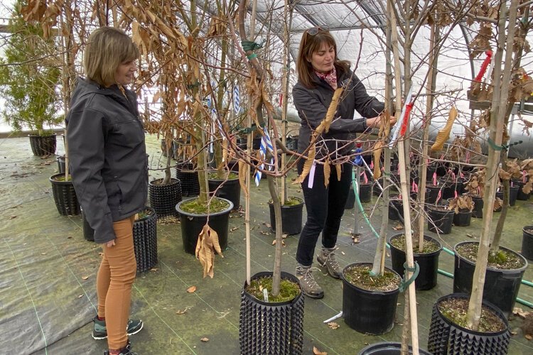 Jill looks on as Courtney checks the growth of a Water Oak - Quercus nigra.