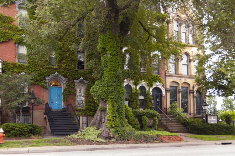 The Prospect Ave Historic Elm in all it's glory in 2006