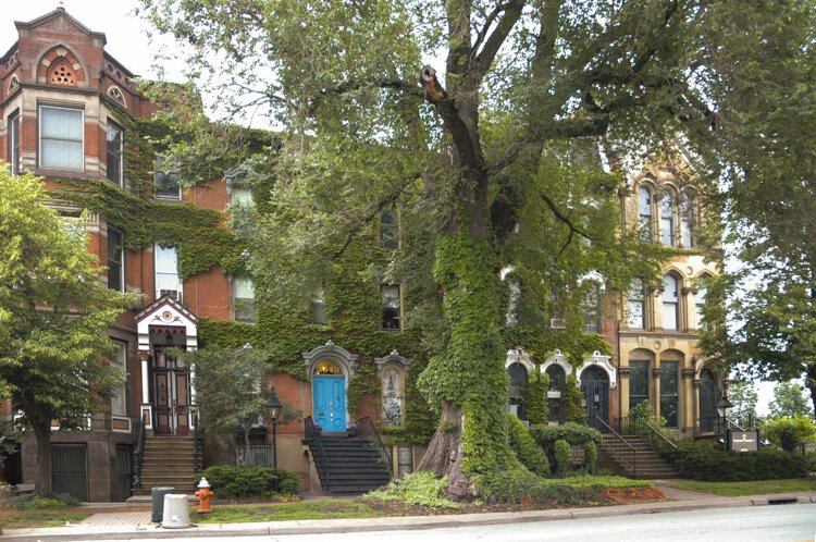 The Prospect Ave Historic Elm in all it's glory in 2006