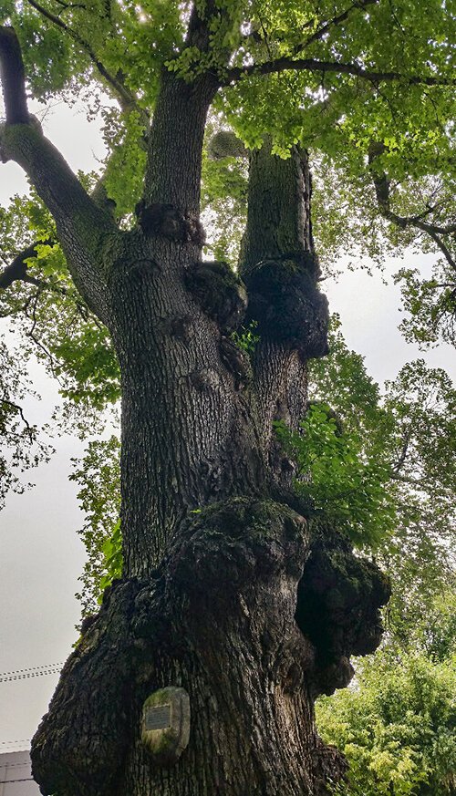 Historic Elm Tree on Prospect Ave